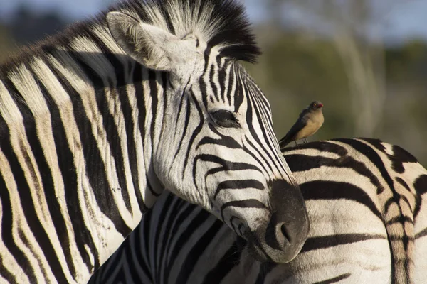Zebra ve öküz ağaçkakan poz — Stok fotoğraf