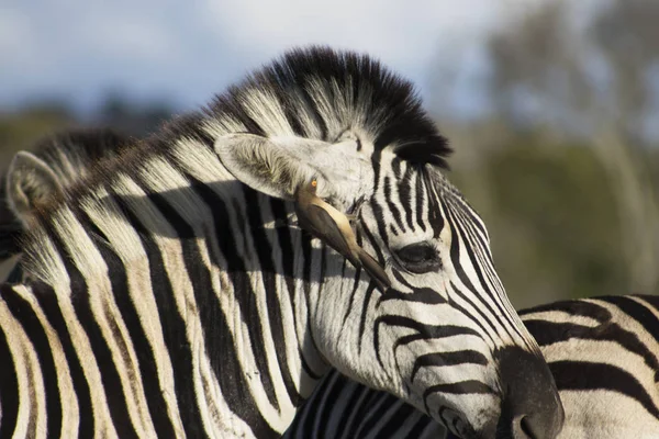 Zebra ve öküz çükü kulağı temizliyor. — Stok fotoğraf
