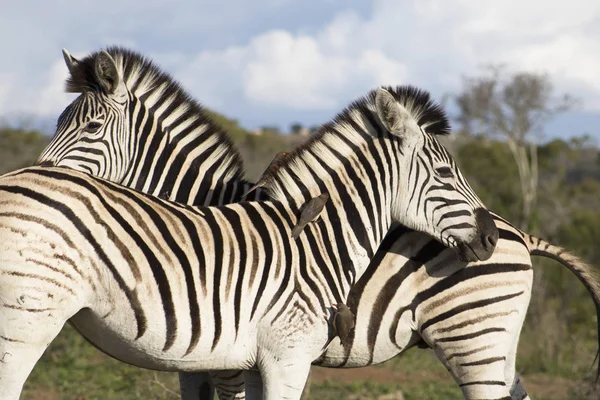 Zebra ile birden fazla öküz ağaçkakan — Stok fotoğraf