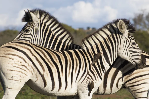 Zebra ile öküz ağaçkakan — Stok fotoğraf