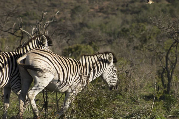 Zebra foge — Fotografia de Stock