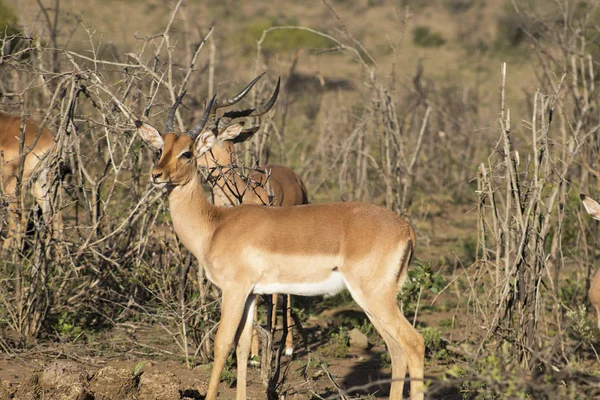 Mladý samec impala — 图库照片