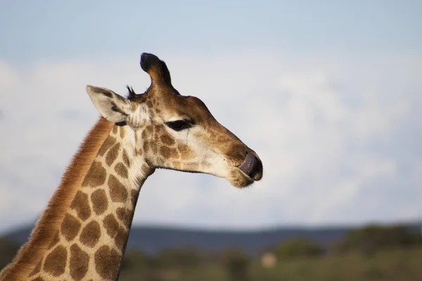 Burnunu yalama zürafa — Stok fotoğraf