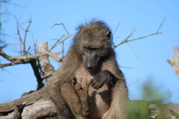 Onun ayak ile oynayan maymun 