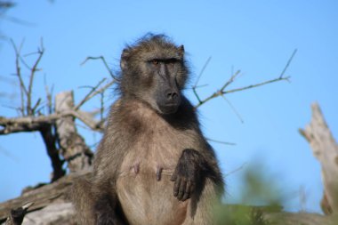 Maymun carefuly arıyorsunuz 