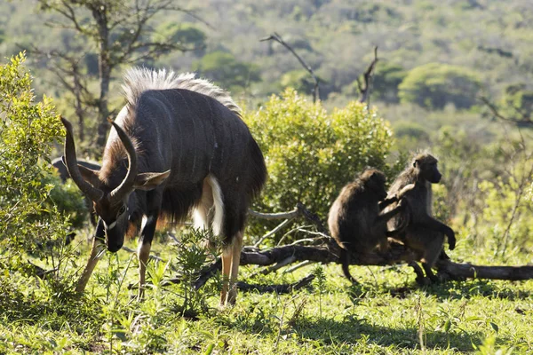 Nyala ve Babunlar 
