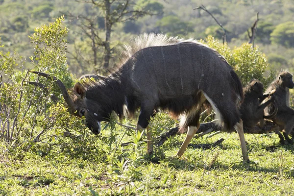 Ньяла затачивает рога — стоковое фото