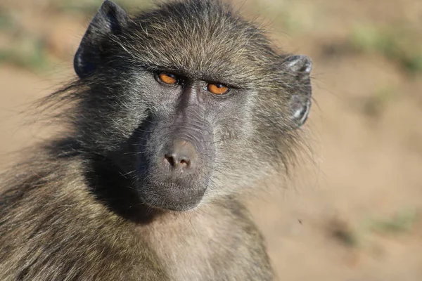 Baboon looking at the camera — Stock Photo, Image