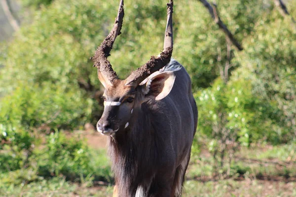 Nyala, poz erkek 