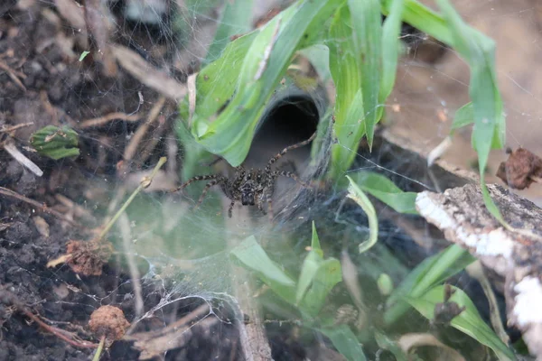 Araña de tela de embudo — Foto de Stock