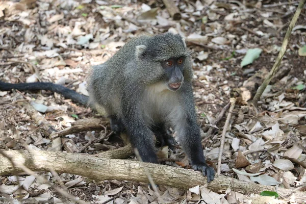 Sykes Monkey på vakt — Stockfoto