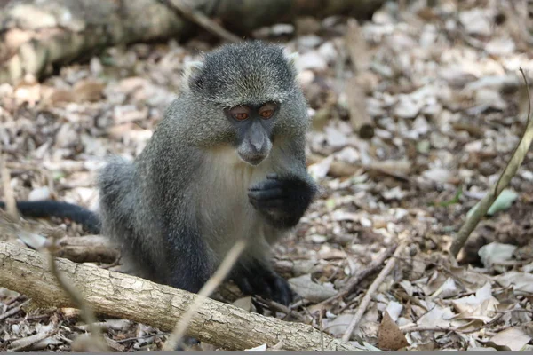 Sykes Monkey äta frukt — Stockfoto