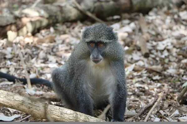 Sykes Monkey stare — Stockfoto