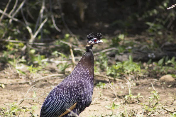 Crested Guinea Fowl mirando a su alrededor — Foto de Stock