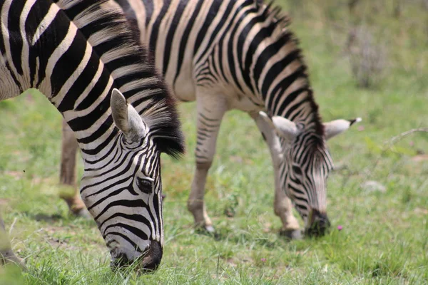 Zebras both grazing on fresh grass — Stock Photo, Image