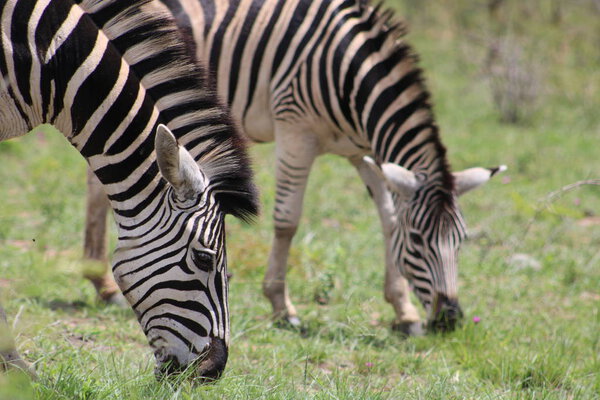 Zebra captured in natural African landscape of Hluhluwe Imfolozi Reserve, KwaZulu-Natal, South Africa.