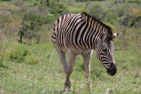 Zebra jelentő mentén afrikai táj — Stock Fotó