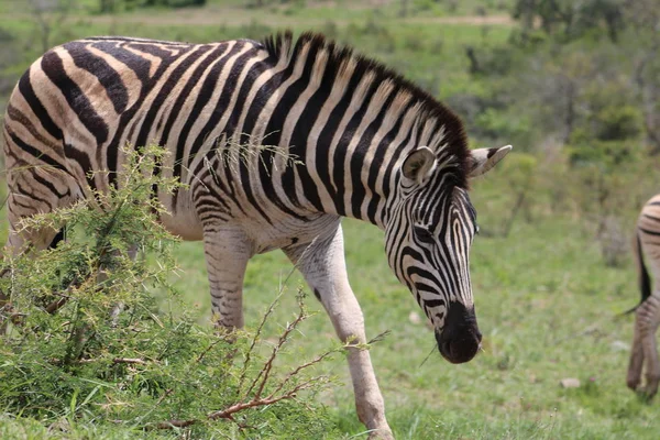 Zebra ile Afrika vahşi doğada yürüyüş — Stok fotoğraf