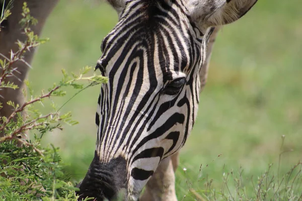 Zebra otlatma kadar kapatın 