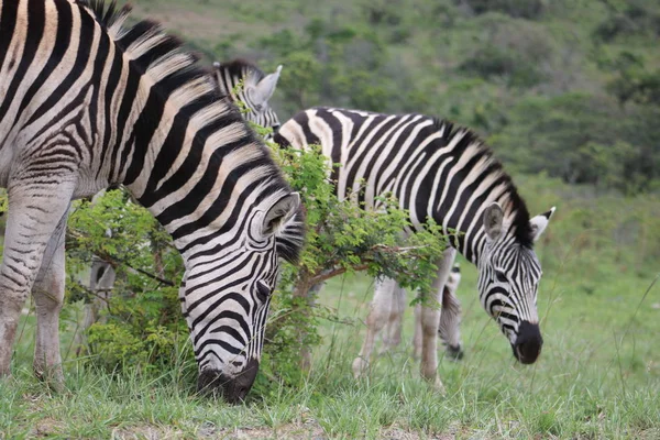 Zebra par pastoreio — Fotografia de Stock