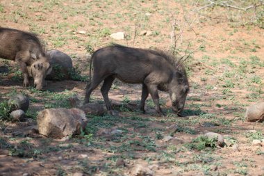 Doğal yaşam alanı içinde Warthog herd 