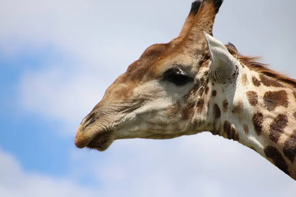 Jirafa resoplando en el aire — Foto de Stock