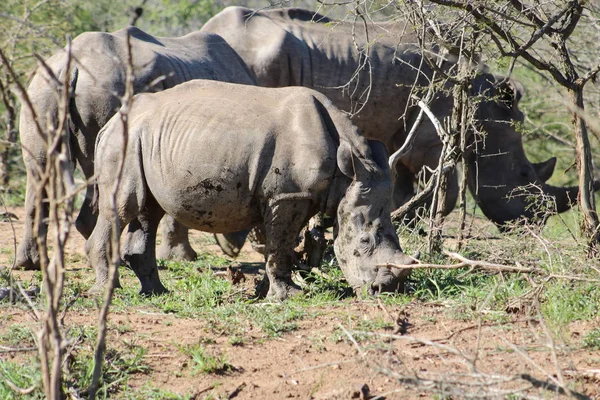 Beyaz Rhino aile — Stok fotoğraf