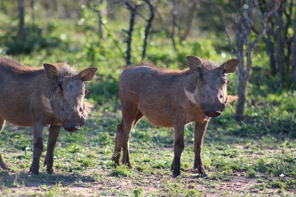 Warthogs avanzando —  Fotos de Stock