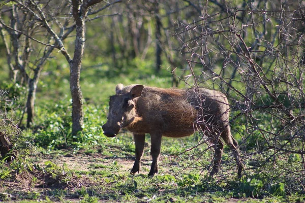 Dikkatli bir şekilde etrafa warthog 