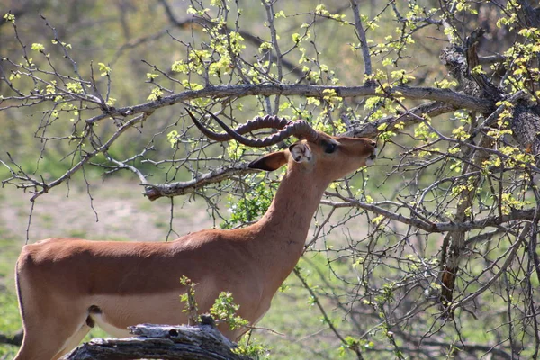 Impala mâle atteignant — Photo