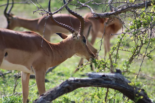 男性黑斑羚放牧 — 图库照片