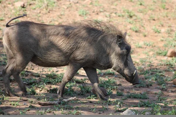 Αφρικανική Warthog Τροτ — Φωτογραφία Αρχείου