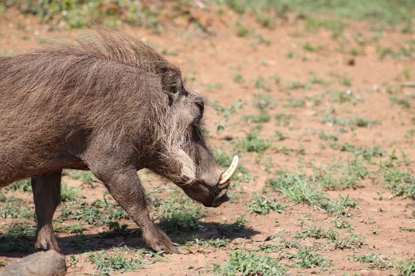 非洲疣猪与大象牙 — 图库照片