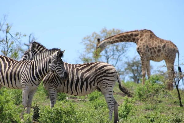 Zwei Zebras mit einer Giraffe — Stockfoto