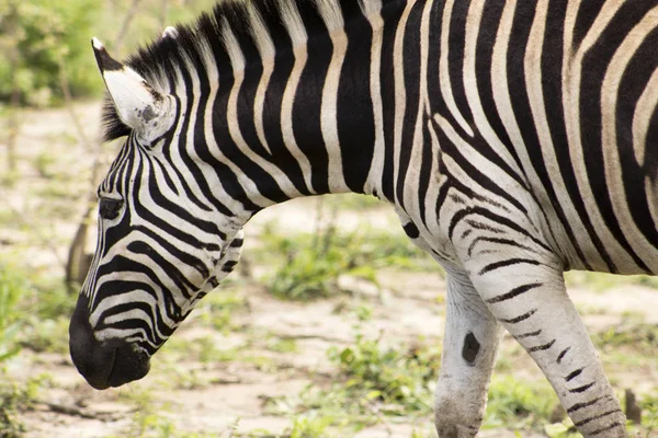 Zebra beslenecek çim arıyorsunuz — Stok fotoğraf