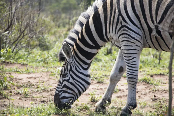 Çim yeme zebra — Stok fotoğraf