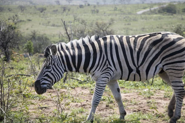 Zebra hareket — Stok fotoğraf