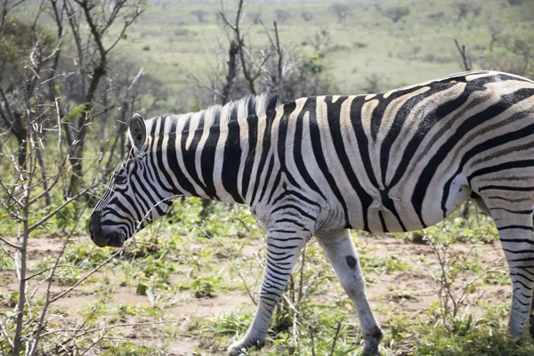 Zebra arounding yürüyüş — Stok fotoğraf