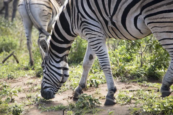 Taze çimenlerin üzerinde otlatma zebra — Stok fotoğraf