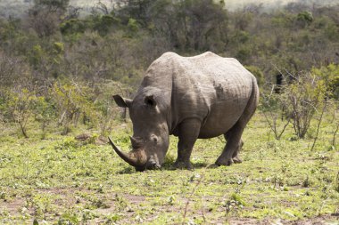 İhaleyi Beyaz Rhino 