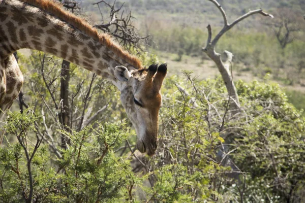 Jirafa comiendo sin parar — Foto de Stock