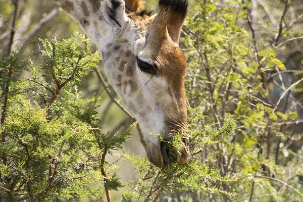 Giraffe ernährt sich von natürlicher Nahrung — Stockfoto