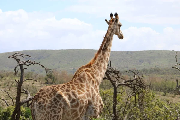 Çekip zürafa — Stok fotoğraf