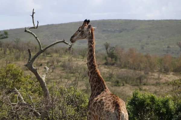 Zürafa Kwazulu Natal — Stok fotoğraf