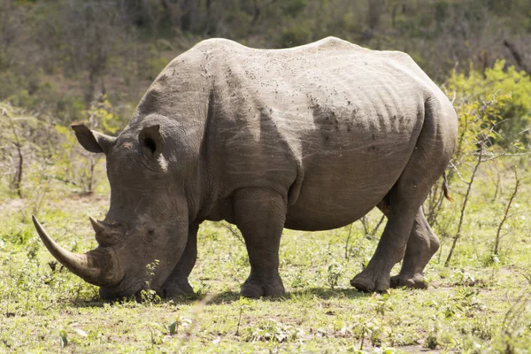Beyaz Rhino tetikte 