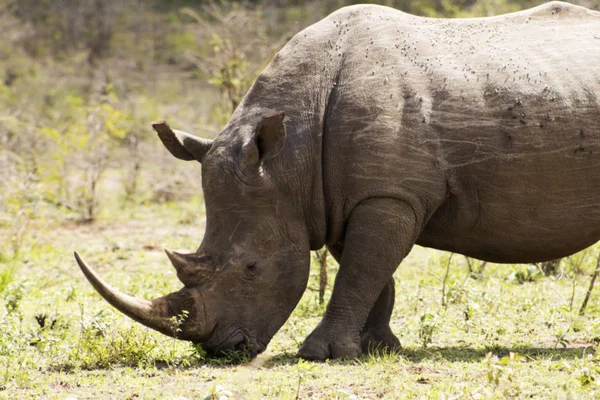 Beyaz Rhino dikkatle besleme 