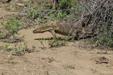 Monitör kertenkele harekete geçti 
