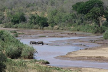 Beyaz Rhino Nehri geçiş 