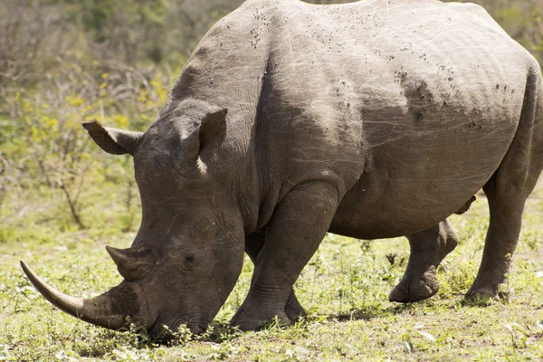 White Rhino female — Stock Photo, Image