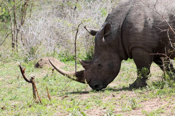 Мужчина Белый Носорог с большим рогом — стоковое фото
